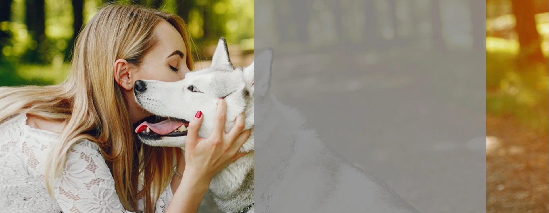 D Control termékek, GPS nyakörvek, láthatatlan kerítések, eledelek áruháza WORKDOG.HU