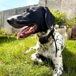 D Control Edge pótnyakörv