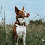 DOG GPS Mini nyomkövető nyakörv - Dogtrace